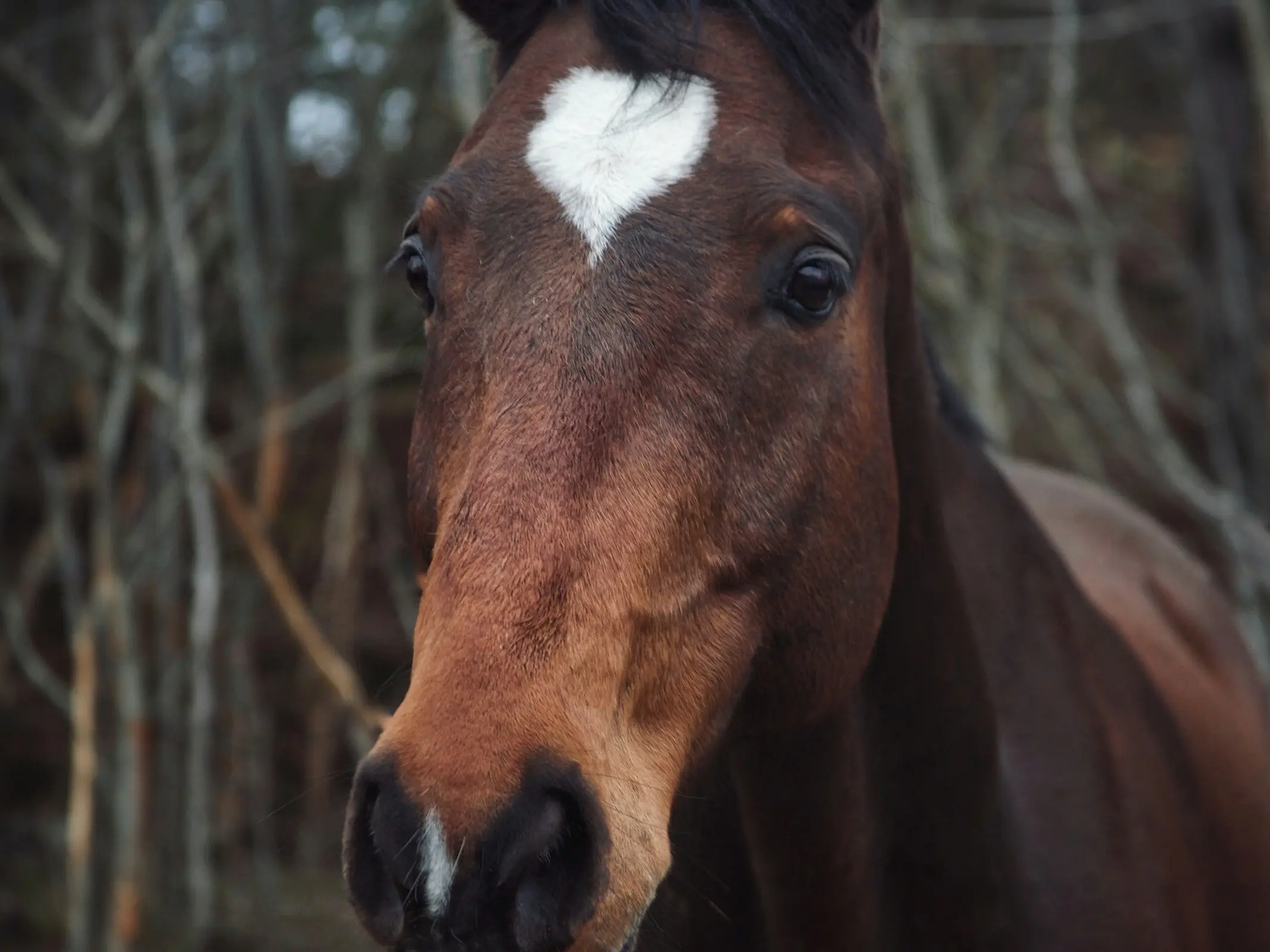 <p>horse face marking</p>