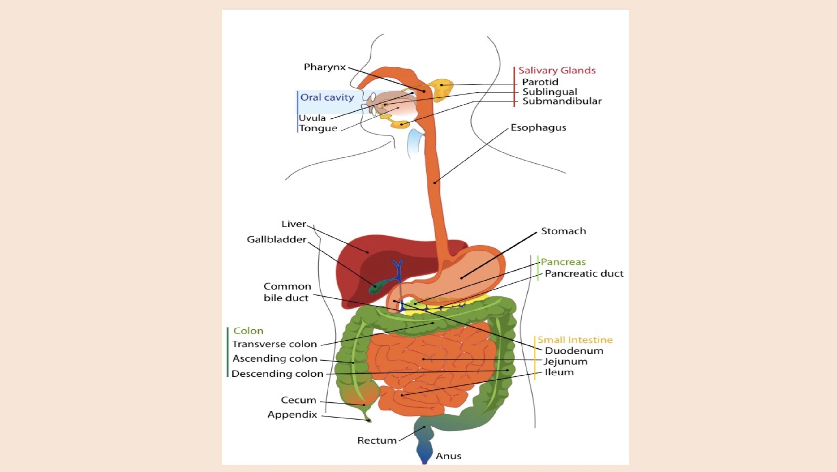 <p>duodenum</p><p>jejunum</p><p>ileum </p>