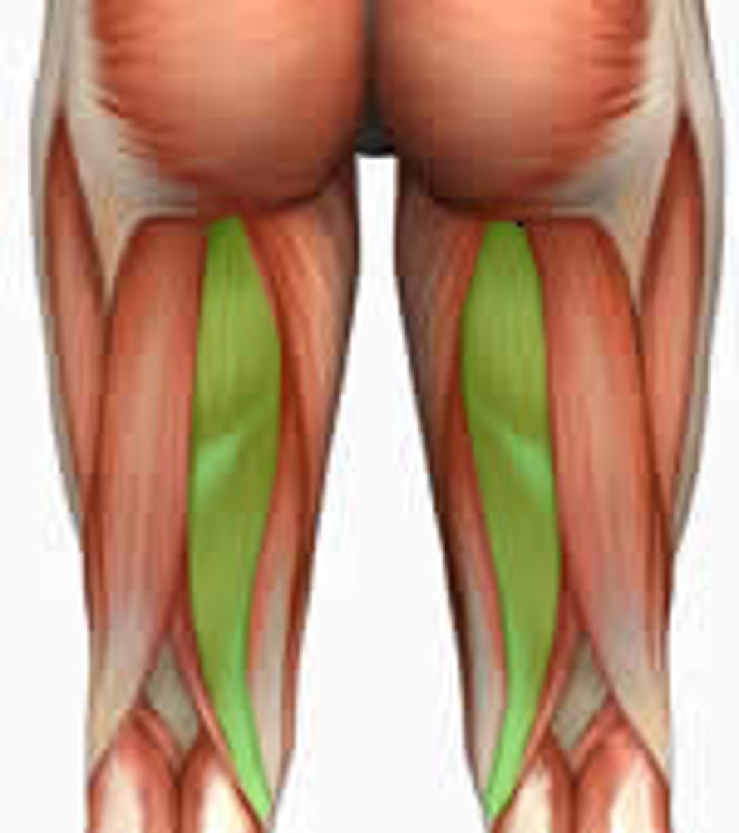 <p>Part of the hamstring group</p><p>Action - flexes leg at the knee and extends thigh at the hip; belongs to the hamstring group</p>