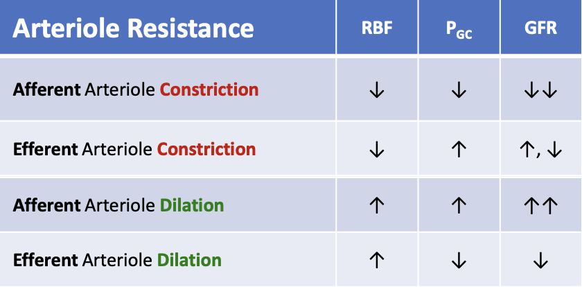 <p>What happens to glomerular hydrostatic pressure (PGC) when the afferent arteriole constricts?</p>