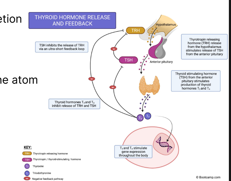<p><strong>Triiodothyronine </strong>(T3) and <strong>Thyroxine </strong>(T4): Responsible for <strong>increasing metabolism </strong>in the body</p><ul><li><p>Released in response to <strong>TSH </strong>stimulation from the<strong> anterior pituitary</strong></p></li><li><p>Derived from the amino acid <strong>tyrosine</strong></p></li><li><p><strong>Negative feedback</strong> effect on <strong>TSH (thyroid stimulating) </strong>and <strong>TRH (thyroid releasing hormone) </strong>secretion</p></li></ul><p></p><p><strong>LIPOPHILLIC</strong></p>