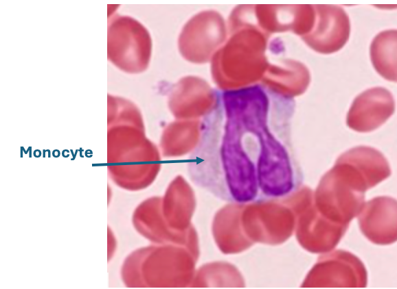 <p>This cell is classified as a __________</p>