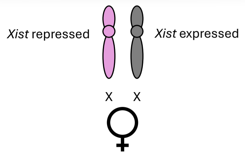 <p>The gene located on the X chromosome that creates Barr bodies</p><ul><li><p>Expressed on one X chromosome that becomes the Barr body</p></li><li><p>Repressed on the other  chromosome that remains expressed</p></li></ul><p></p>