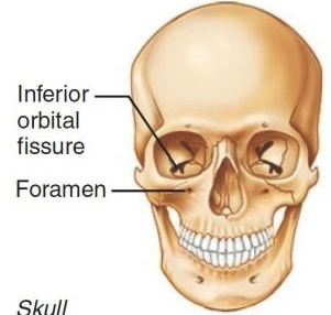 <p>A narrow slit between adjacent part of the bones</p><ul><li><p>fissure like a crack in a pavement or a narrow slit in a wall </p></li><li><p>it a long, narrow gap where nerves or blood vessels can slip through</p></li></ul><p></p>