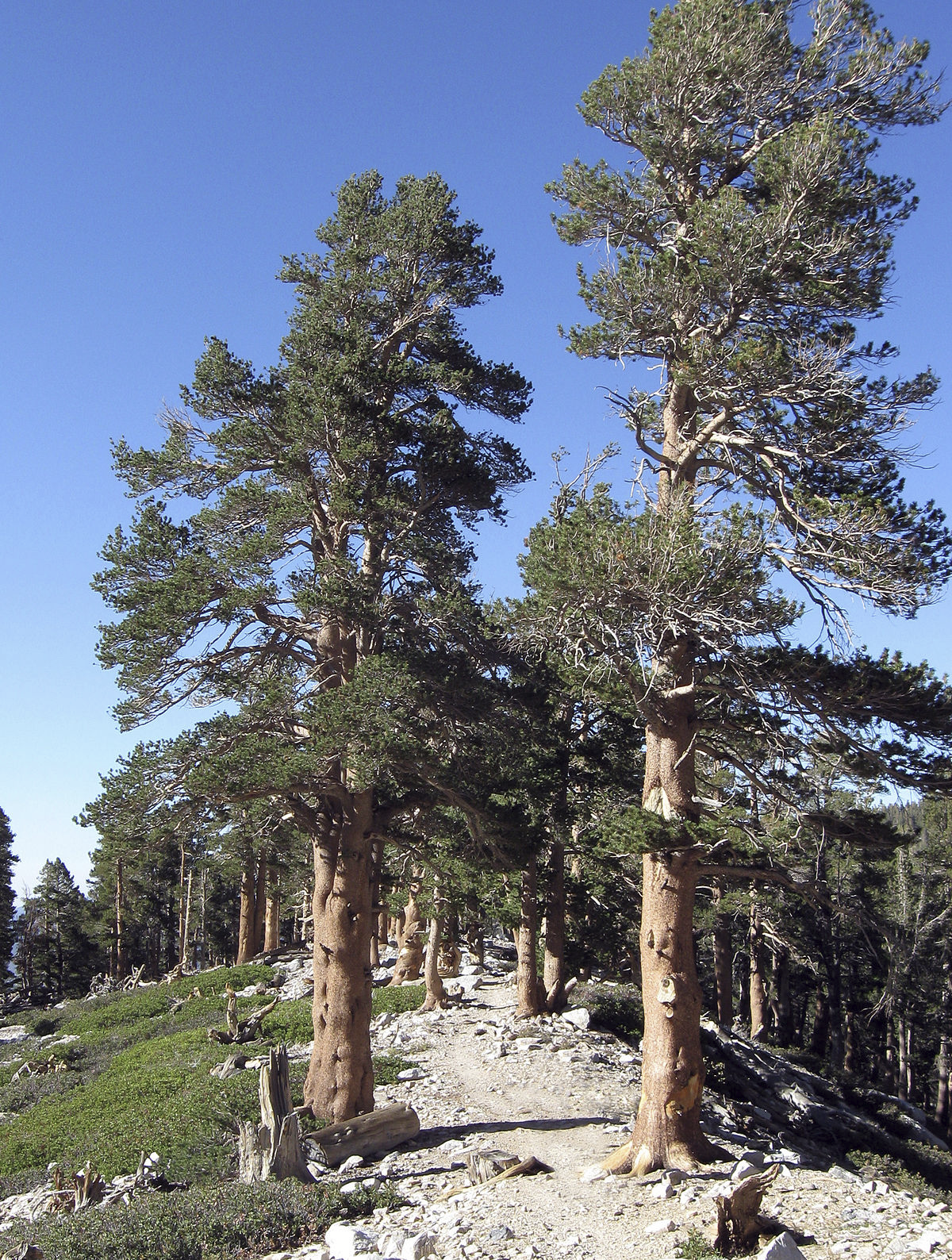 <p>Lodgepole pine</p>