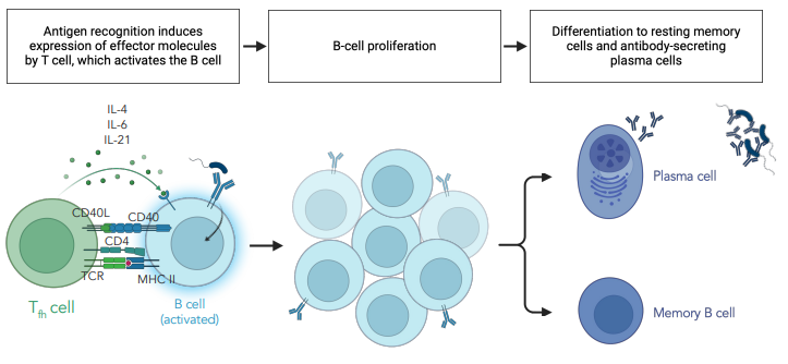 <p>specialised CD4+ T cells which help B cells produce antibodies</p><ul><li><p>provide costimulation (CD4 &amp; CD40L)</p></li></ul><p></p>