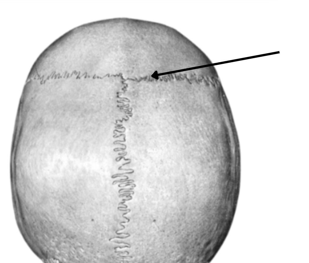 <p>Coronal suture connects?</p>