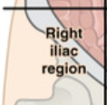 <p>What digestive organs are in the Right Iliac? </p>