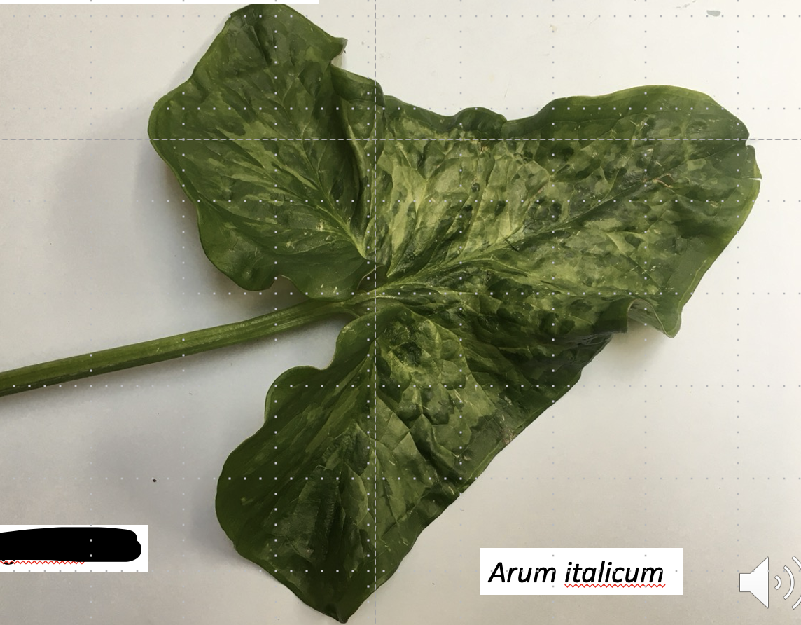 <p>Leaf base/shape</p>