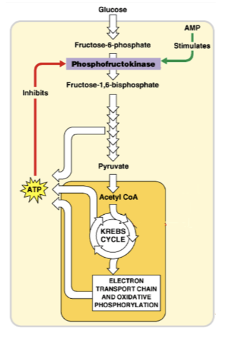 <p>Carrying out metabolism generates heat. Cells can’t just crank up aerobic respiration without increasing demand for ATP though, without creating an excess of ATP (?). How do they get around this?</p>
