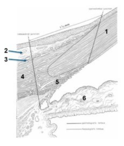 <p>limbus microscopic structure - label structures 1-6</p>
