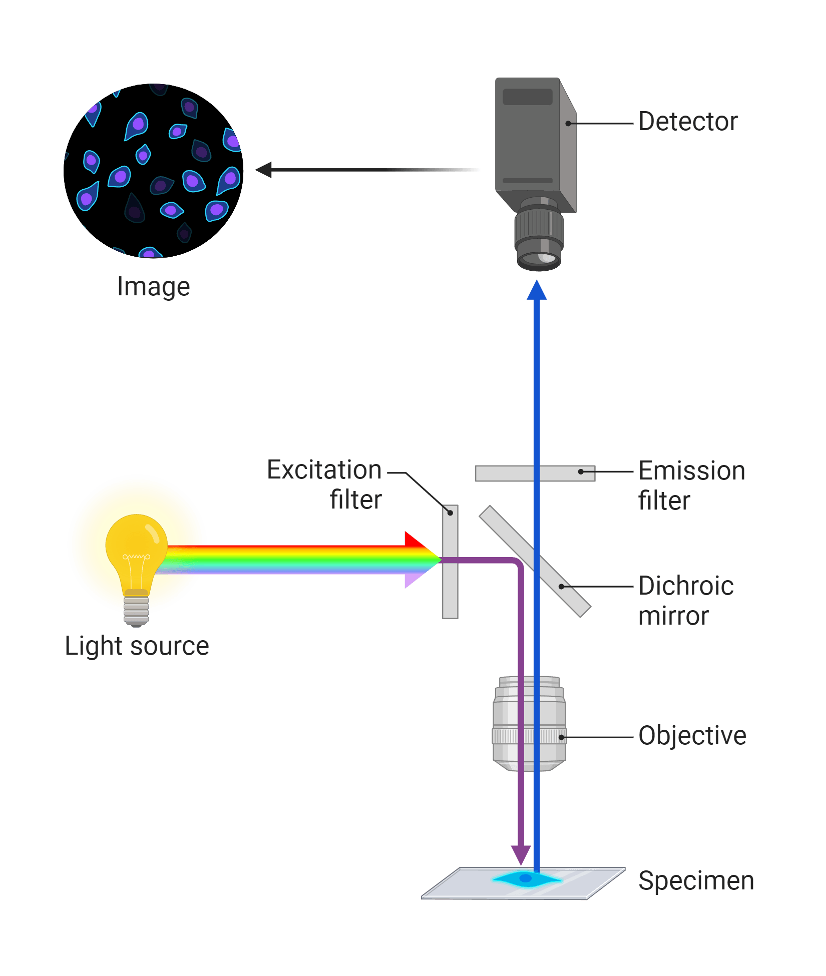 <p>Fluroescence Microscope</p>