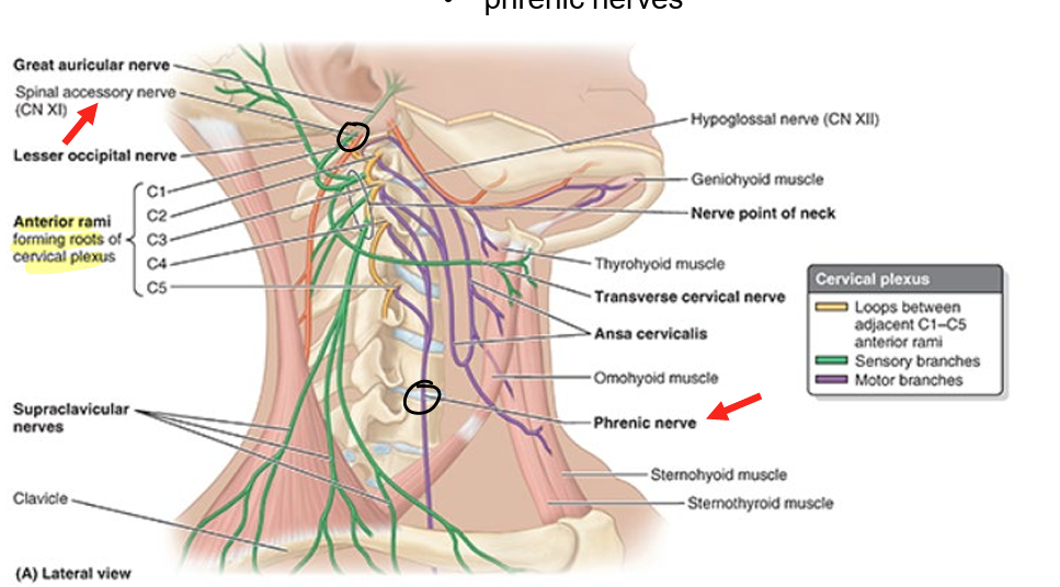 <ul><li><p>spinal accessory nerve (CN XI)</p></li><li><p>roots of the brachial plexus</p></li><li><p>suprascapular nerve</p></li><li><p>roots of cervical plexus</p></li><li><p>phrenic nerves</p></li></ul><p></p>