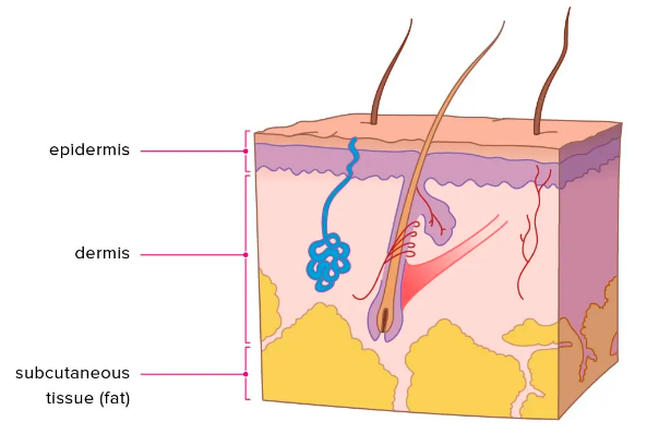 <p>Define “intradermal injections”</p>