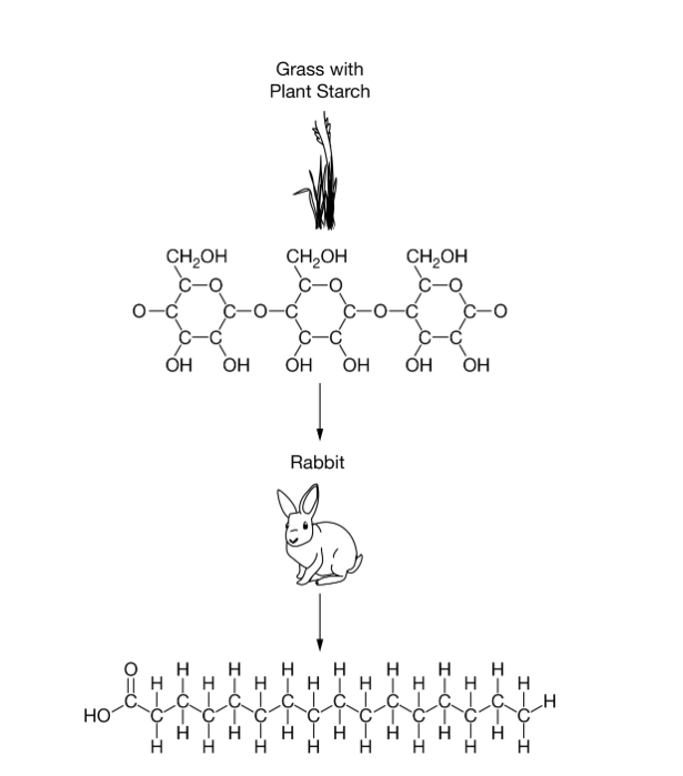 <p>Which of the following statements best describes how organisms such as rabbits obtain the carbon necessary for building biological molecules?</p><p>A) Rabbits eat plants and use energy absorbed from the plants to make carbon atoms from electrons, protons, and neutrons in the air.</p><p>B) Rabbits eat plants and break down plant molecules to obtain carbon and other atoms that they rearrange into new carbon-containing molecules.</p><p>C) Rabbits eat plants and use water absorbed from the plants to hydrolyze , which the rabbits breathe in from the air and use as a carbon source.</p><p>D) Rabbits eat plants and make carbon-containing molecules by using carbon atoms that the plants absorbed from the soil and stored in the cells of their leaves.</p>