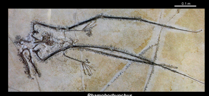 <ul><li><p>upper jurassic </p></li><li><p>Limestone </p></li><li><p>EU, germany </p></li></ul><p></p>