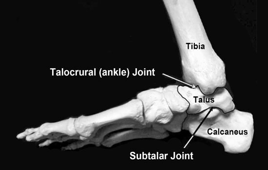 <p><span>Structural classification: hinge-  uniaxial</span></p><p style="text-align: left;"><span>Movements: dorsiflexion and plantar flexion</span></p>