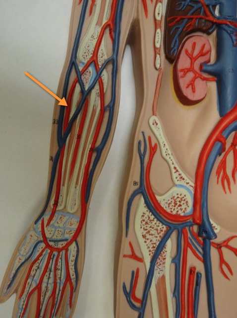 <p>Name the structure</p>