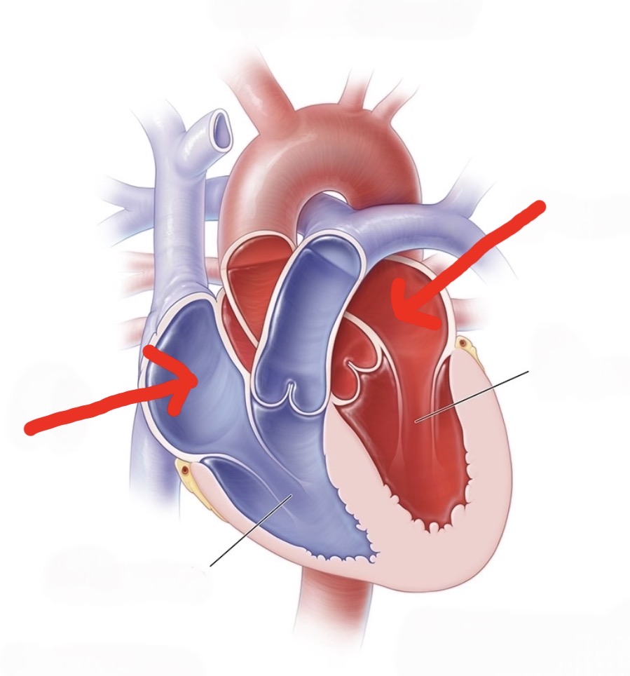 <p>The two upper receiving chambers of the heart</p>