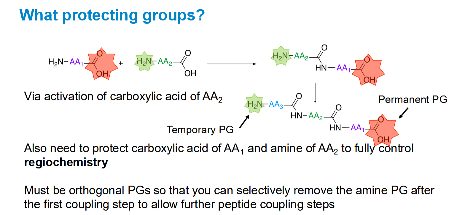 <p>The protecting group for the C-terminus stays but the group on the N terminus shifts every coupling step</p>