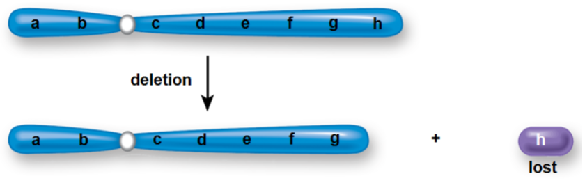 <ul><li><p>when a single break causes a chromosomes to lose an end or 2 breaks result in the loss of an internal segment (deletions results when there is a loss of a portion of a chromosome)</p></li><li><p>williams syndrome - long arm of chromosome 7 loses a tiny end piece (~26 genes or more)</p></li><li><p>cri du chat- chromosome 5 loses an end piece</p></li></ul><p></p>