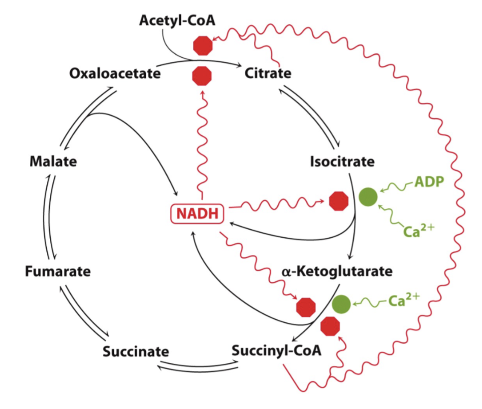 <p>Faux ; l’excès de citrate, l’accumulation du succinyl-CoA et du NADH+H+ le ralentissent, l’augmentation de la concentration en ADP et en Ca2+ l’accélèrent </p>