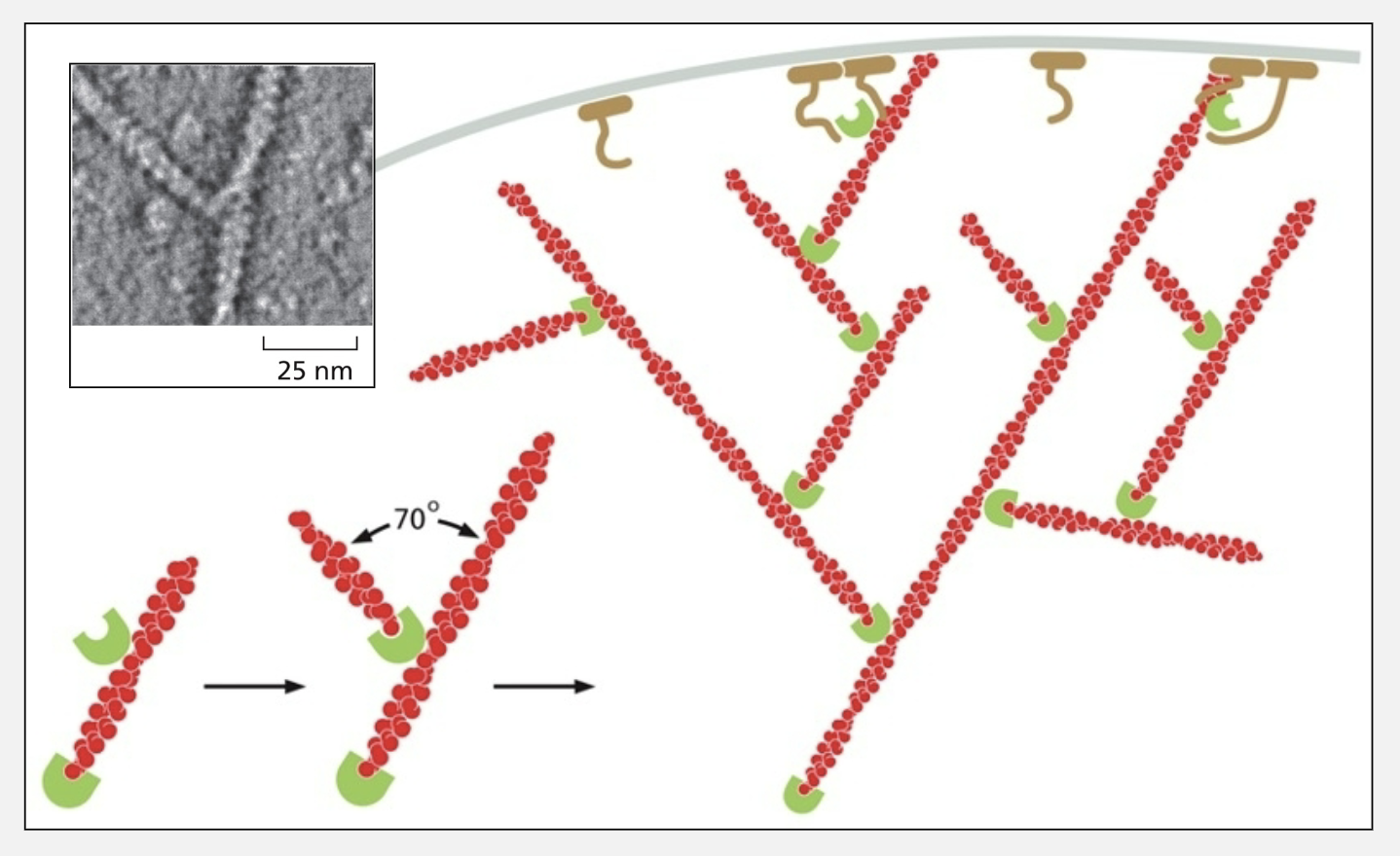 <ul><li><p>promotes formation of branched actin networks</p></li></ul><p></p>