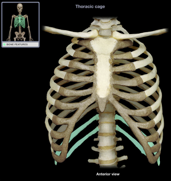 <p>Inferior ribs 11-12</p>