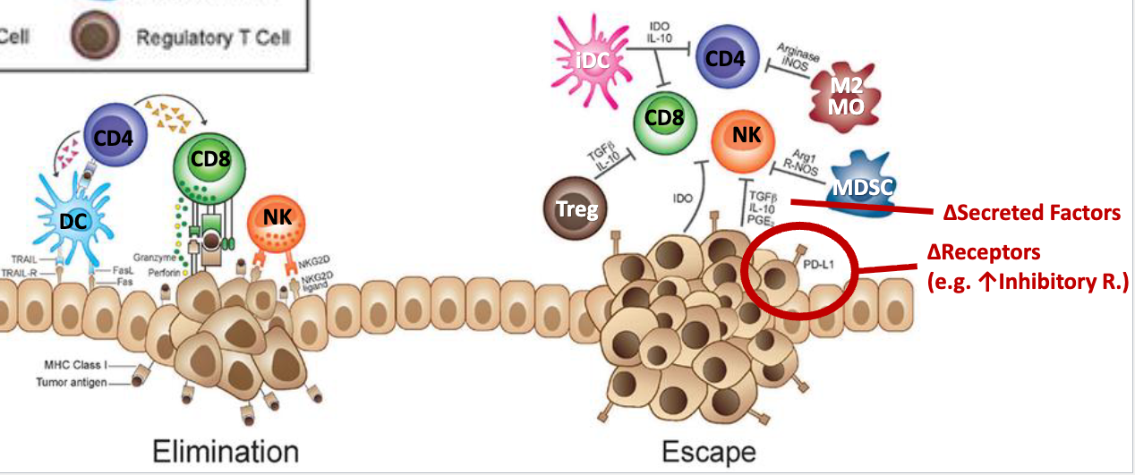 <ul><li><p>immunosuppressor cells like myeloid derived suppressor cells (MDSCs), immature DCs (iDCs), Tregs, and M2 macrophages suppress activity of helper and cytotoxic T cells, and NK cells</p></li><li><p>tumor supporting cells secrete cytokines that inhibit immune cells and support immunosuppressor cells</p><ul><li><p>secrete TGFB, IL10, PGE2</p></li></ul></li><li><p>tumor cells upregulate inhibitory receptors → eg. PD-L1 on tumor cells</p><ul><li><p>PD-L1 is an inhibitory receptor that binds PD1 on T cells and inhibits T cell activation</p></li></ul></li></ul><p></p>