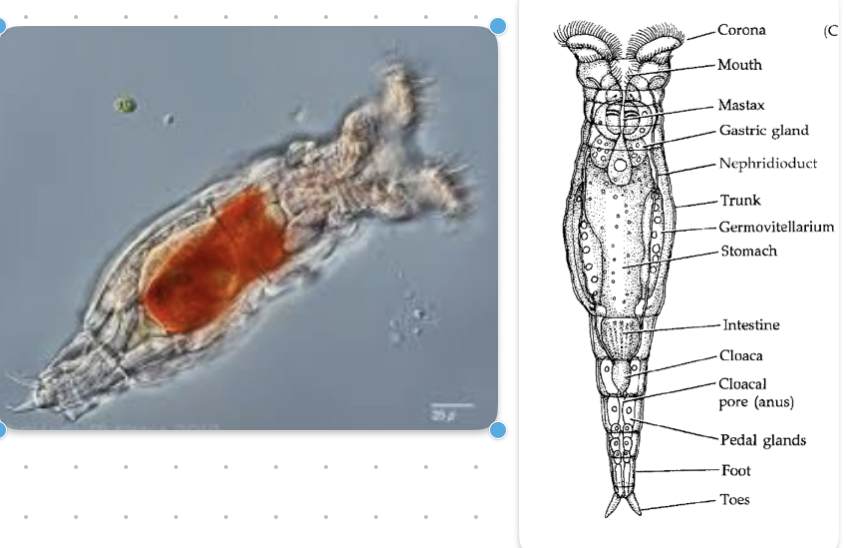 <p><strong>FILO </strong>Rotifera<br><strong>CLASE </strong>Hemirotatoria (Eurotatoria)<br><strong>SUBCLASE </strong>Bdelloidea<br><strong>FAMILIA </strong>Philodinidae<br><strong>GÉNERO </strong><em><u>Rotaria Citrina</u></em><br><strong>CARACTERÍSTICAS </strong>Corona ciliada, boca, mastax, cuerpo alargado, reproducción asexual</p>
