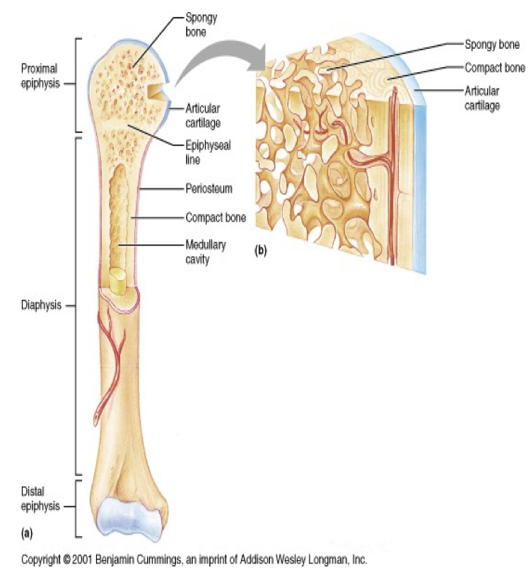 <p>Hyaline cartilage plate where new bone growth occurs in long bones, located between the epiphysis and diaphysis </p>