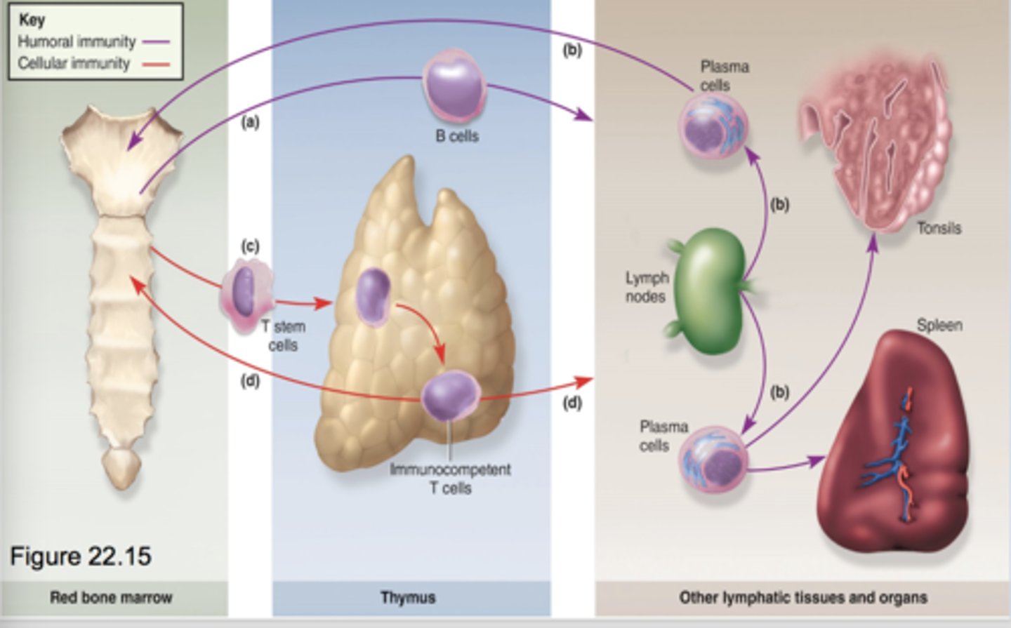 <p>-T cells and B cells are born in redbone marrow</p><p>-Capable of recognizing antigens presented to them</p><p>-Tested and will not attack self-cells</p><p>-B CELLS: humoral immunity (antibodies), immunocompetent after leaving bone</p><p>-T CELLS: cellular immunity (cells attack), immunocompetent after leaving thymus</p>