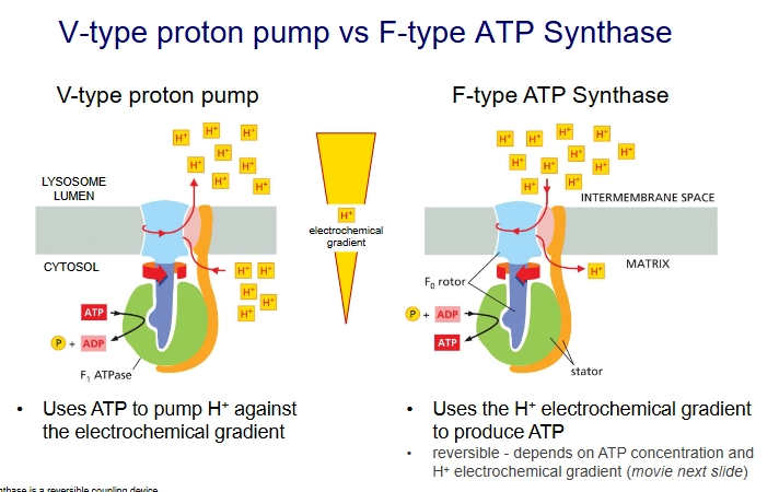 <p>They are structurally related but opposite modes of action.</p><p>V-type proton pump uses ATP to pump H+ against the electrochemical gradient.</p><p>but F-type ATP Synthase uses the H+ electrochemical gradient to produce ATP.</p>