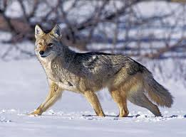 <p>Avg size: <strong>20-35+ lbs</strong>. 4+ ft long with tail.</p><p>Track L:<strong>~2-3</strong> in, W: ~<strong>1.5-2.5</strong> in. Domestic dog tracks are larger and less oval, nails are larger and splayed,.</p><p>Habitat generalist. Omnivore. ~Diurnal (nocturnal near humans). May hunt solitary, in pairs, or packs.</p>