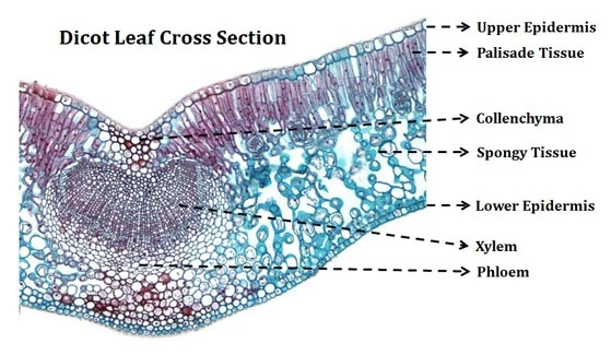 <ul><li><p><strong>Xylem</strong>: located in the <strong>upper part of the vein</strong>.</p></li><li><p><strong>Phloem</strong>: located in the <strong>lower part of the vein</strong>.</p></li><li><p><strong>Cambium</strong>: usually absent or not active in mature leaves.</p></li><li><p><strong>Palisade mesophyll (parenchyma)</strong>: tightly packed, elongated cells beneath the upper epidermis; main site of photosynthesis.</p></li><li><p><strong>Spongy mesophyll (parenchyma)</strong>: loosely packed cells with air spaces for gas exchange.</p></li></ul><p></p>