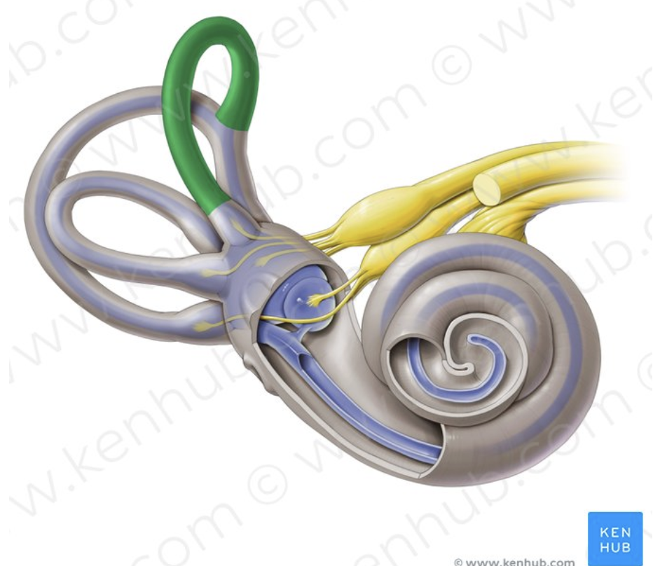 <p>Semicircular canal</p>