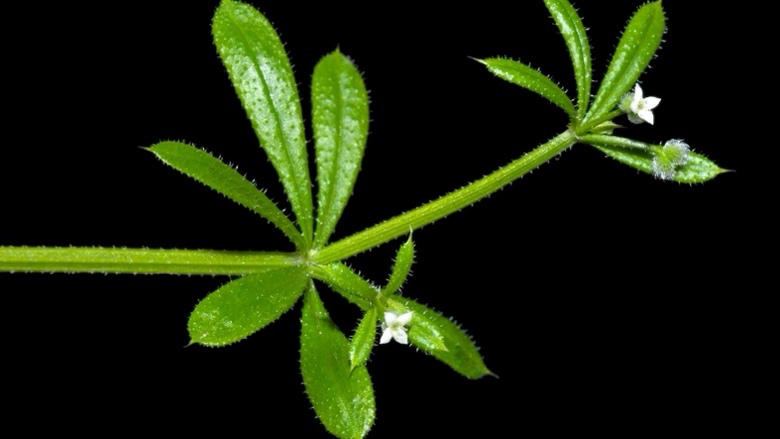 <p>Plezajoča lakota (smolenec)-Galium aparine</p>