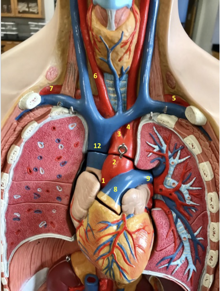 <p>Thorax/Neck</p><p>1. Ascending aorta</p><p>2. Aortic arch</p><p>3. Brachiocephalic artery</p><p>4. Left common carotid artery</p><p>5. Left subclavian artery</p><p>6. Right common carotid artery</p><p>7. Right subclavian artery</p><p>8. Pulmonary trunk</p><p>9. Left pulmonary artery</p>