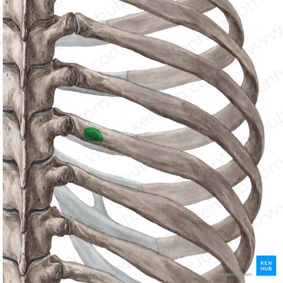 <p>What Rib (Costal Region)</p>