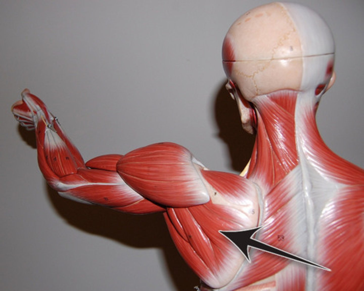 <p>rotates arm laterally</p>