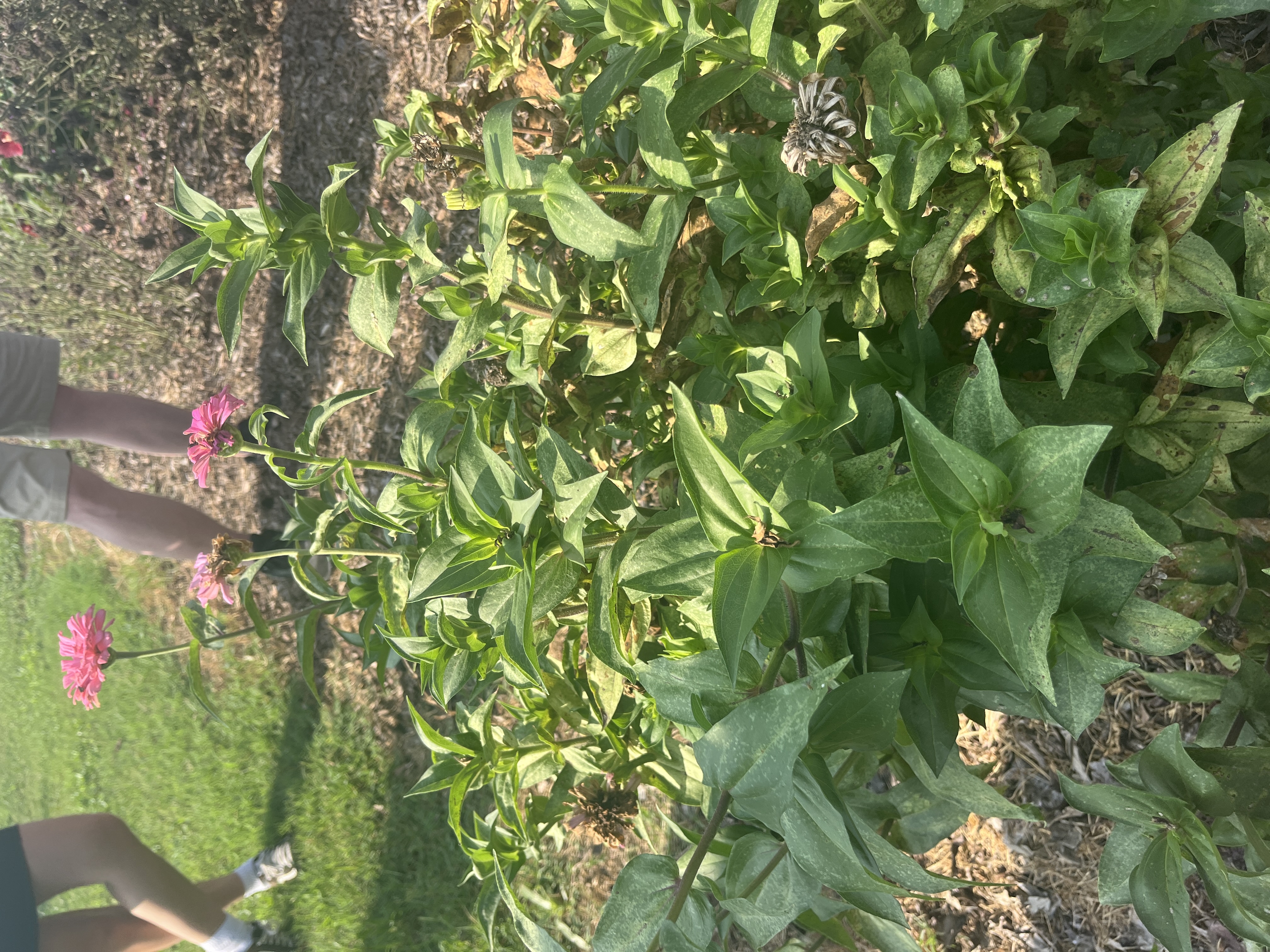 <p>Zinnia elegans</p>
