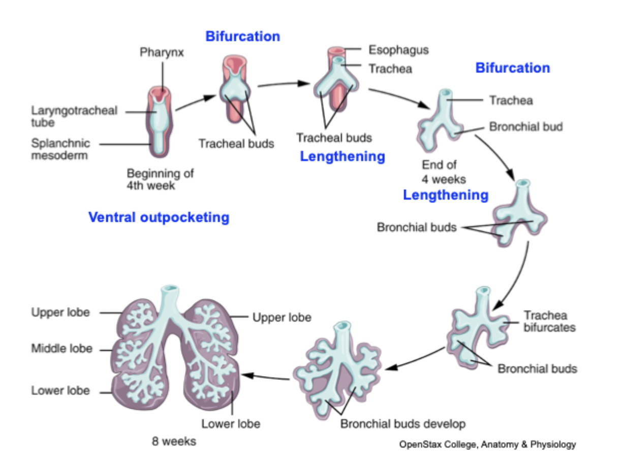 <ol><li><p>Lung bud forms from foregut endoderm (week 4). </p></li></ol><ul><li><p>A respiratory diverticulum buds off the ventral foregut. </p></li><li><p>This will form the trachea and lung primordia. </p></li></ul><ol start="2"><li><p>Separation of trachea and oesophagus. </p></li></ol><ul><li><p>Tracheoesophageal folds grow and fuse → tracheoesophageal septum. </p></li><li><p>Ventral tube → trachea + lung buds; dorsal tube → oesophagus. </p></li></ul><ol start="3"><li><p>Primary lung buds (3 on right, 2 on left) branch into bronchi</p></li></ol><ul><li><p>the lung bud divides into right and left primary bronchial buds. </p></li><li><p>Primary buds → secondary bronchi (lobar) → tertiary bronchi (segmental).</p></li></ul><ol start="4"><li><p>Branching continues → terminal bronchioles form. No respiratory bronchioles or alveoli yet → gas exchange not possible. </p></li><li><p>14 more branchings → terminal bronchioles. </p></li></ol><p></p>