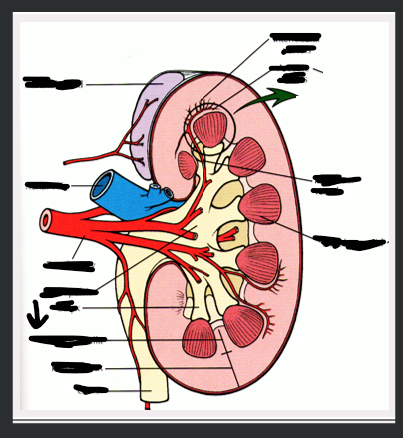 <p>What structure is arrow pointing to?</p>