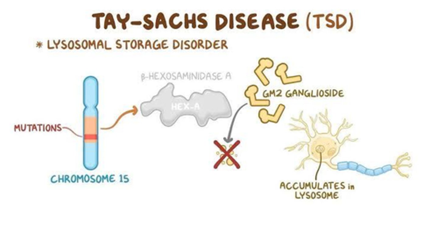 <p>An autosomal recessive disorder</p><p>The disease progresses rapidly, leading to vision and hearing loss, seizures, muscle stiffness, and eventual loss of motor skills</p>