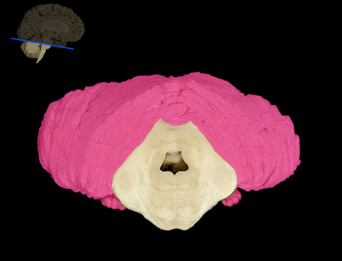 <p>cerebellum is dorsal to brain stem and inferior to occipital lobe of cerebellum</p>