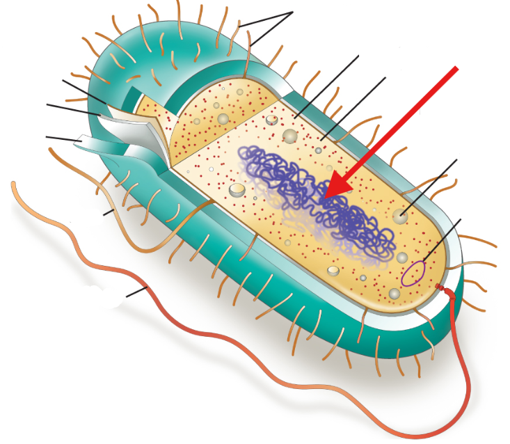 <p>Irregular-shaped region without a distinct nucleus where DNA is stored</p>