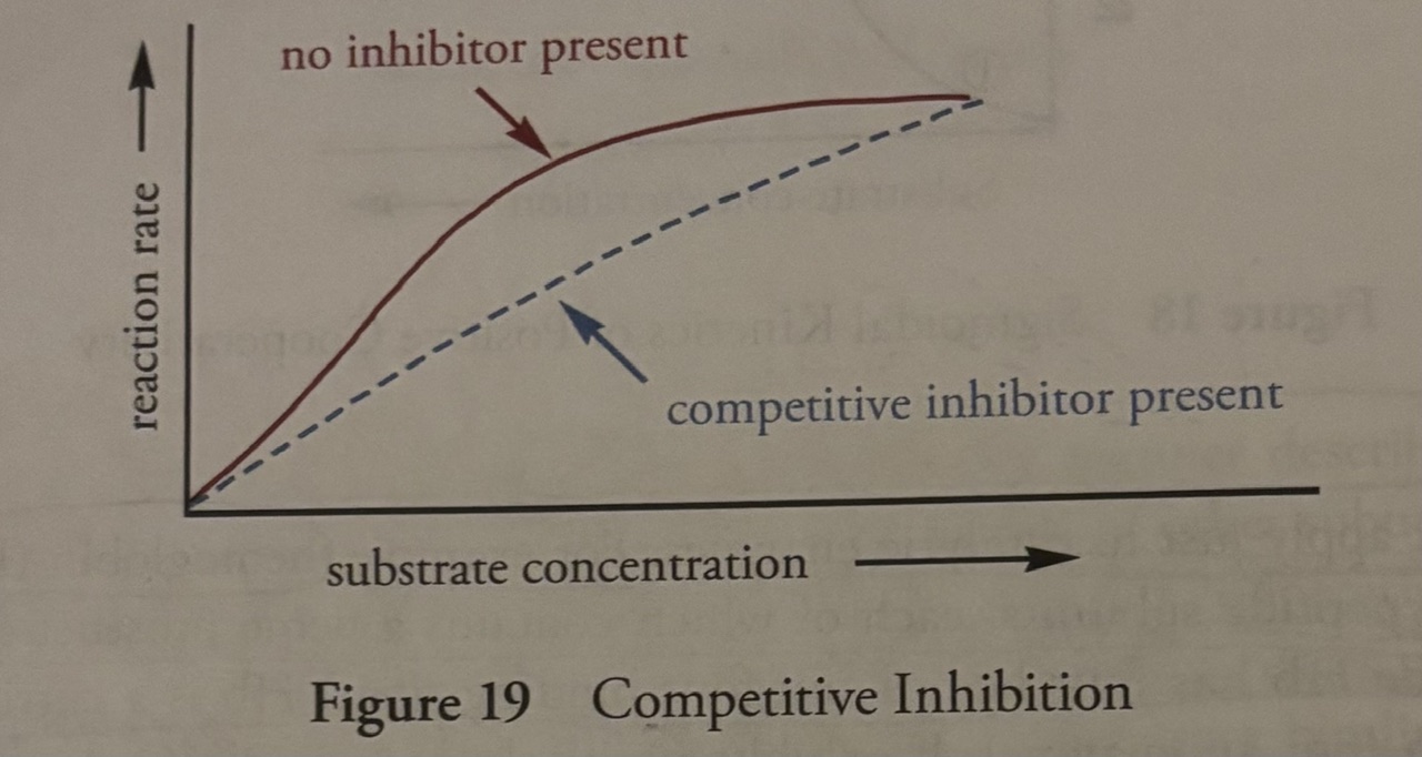 <p><u>Competitive inhibition</u></p><p>-molecules that <strong>compete</strong> with the substrate for binding at the active site.</p><p>-key thing to remember about competitive inhibition: competitive inhibition can be overcome by adding more substrate, because if the substrate concentration is high enough, the substrate can <strong>outcompete </strong>the inhibitor. Therefore, <strong>Km has increased</strong></p><p>-Therefore, Vmax is not affected. you can get the <strong>same Vmax, but it takes <u>more </u>substrate</strong></p><p>Km has increased</p><p>Vmax stays the same.</p>