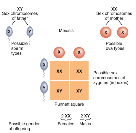 <p>male → X &amp; Y</p><p>female → 2 X (one is automatically inactivated)</p><ul><li><p>whether the sperm that fertilizes an egg carries an X or Y chromosomes determines teh gender of the zygote</p></li></ul><p></p>