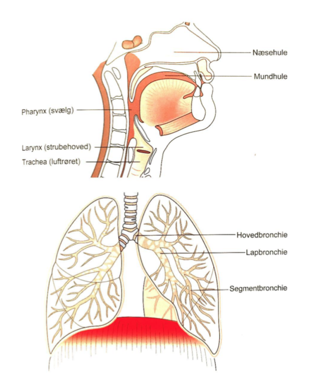 <p><strong>Conducting portion</strong> and <strong>respiratory portion</strong></p>