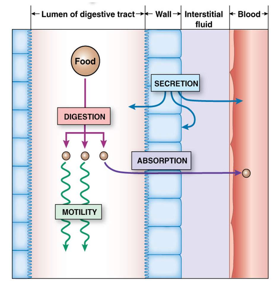 <ol><li><p>Digestion → in digestive tract lumen</p></li><li><p>secretion → lumen to digestive wall, interstitial fluid &amp; into blood</p></li><li><p>motility → in digestive tract lumen</p></li><li><p>absorption → lumen to blood</p></li></ol><p></p>